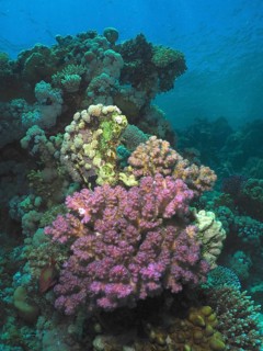 Lush, purple paw coral (Pocillopora verrucosa) in clear, turquoise-coloured water, Fury Shoal dive