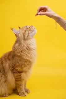 A ginger cat eagerly looks up at a treat held by a human hand against a vibrant yellow background,