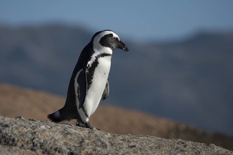 African Penguin (Spheniscus demersus), South Africa