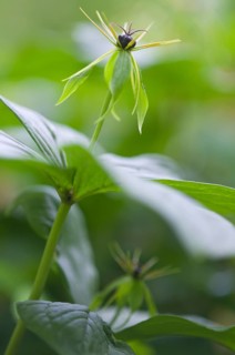 Herb Paris (Paris quadrifolia), Emsland, Lower Saxony, Germany