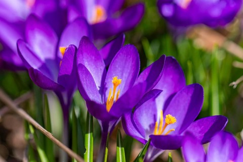 Purple crocuses (Crocus) blooming in the spring garden, surrounded by green leaves in the sunlight,