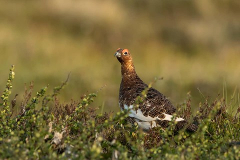 Willow Ptarmigan (Lagopus lagopus), Dalarna, Sweden