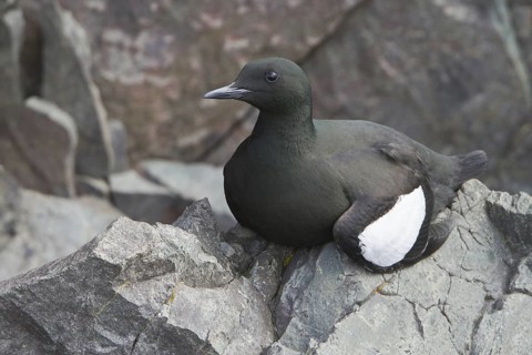 Black Guillemot (Cepphus grylle), Newfoundland, Canada