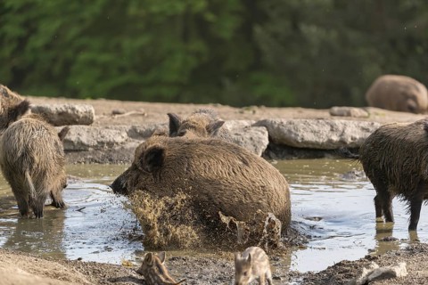 Two wild boar or wild pig (Sus scrofa), fighting in a small pool with a green forest in the