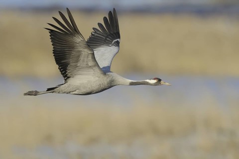 Common Crane (Grus grus) flying, Mecklenburg-Western Pomerania, Germany
