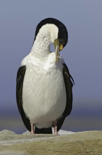 Imperial Shag (Leucocarbo atriceps), Falkland Islands