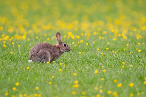 Rabbit (Oryctolagus cuniculus) adult animal in a meadow with Buttercup flowers, Suffolk, England,