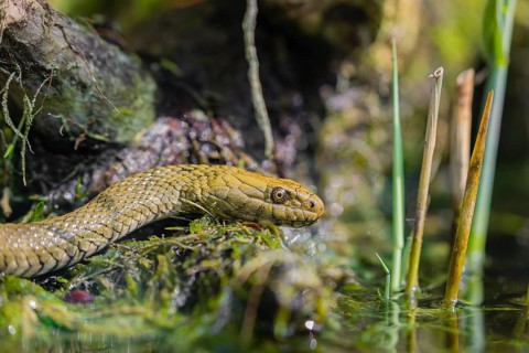 A dice snake (Natrix tessellata tessellata) in its habitat