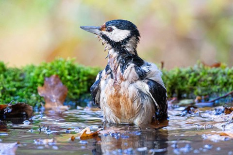 Great spotted woodpecker (Dendrocopus major) female bathing, Germany