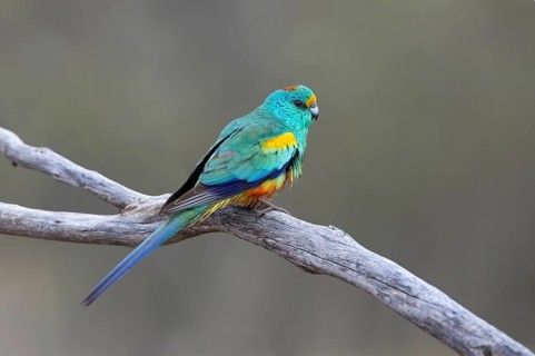 Mulga Parrot (Psephotellus varius) male, Victoria, Australia
