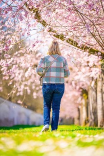 Woman walking under blossoming cherry trees along a path, cherry blossom garden, Schwetzingen
