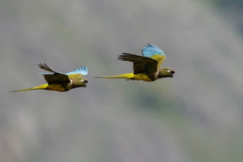 Burrowing Parakeet (Cyanoliseus patagonus) flying in Chile