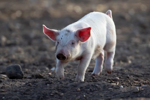 Domestic pig (Sus scrofa domesticus) juvenile baby piglet farm animal in a field in summer,