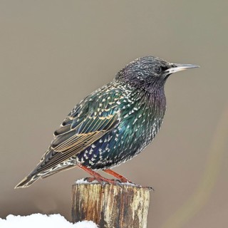 Starling (Sturnus vulgaris) adult bird in spotted winter plumage, sitting on a fence post,
