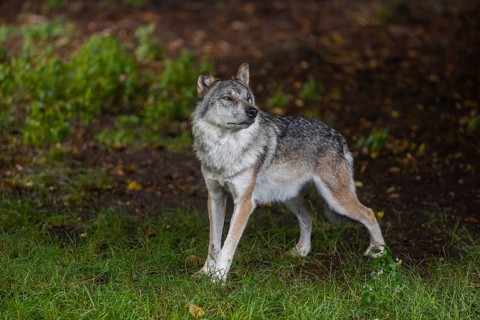 One adult male eurasian gray wolf (Canis lupus lupus) standing at a forest edge