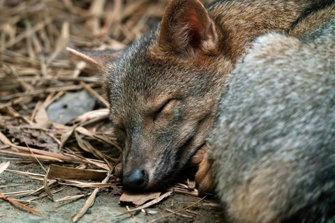 A close-up image depicting a serene crab-eating fox, Cerdocyon thous, sleeping amidst natural