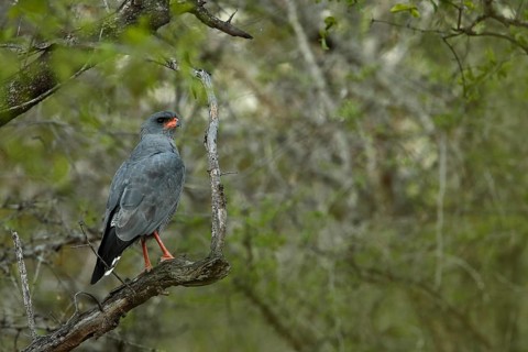 Gabar Goshawk (Micronisus gabar), Kruger National Park, South Africa