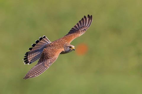 Kestrel, (Falco tinnunculus), animals, birds, falcons, foraging, biotope, flight photo, Tower Hide,