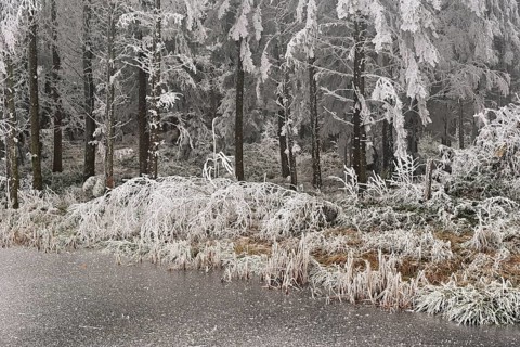 Ballmoos forest reserve in hoarfrost, high moor in fog, Lieliwald, Lindenberg, Horben, Canton of