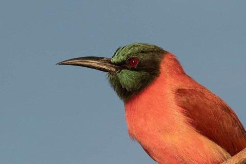Northern Carmine Bee-eater (Merops nubicus), Lake Baringo, Kenya