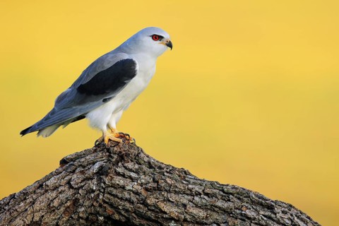 Black-winged Kite (Elanus caeruleus) perched on a trunk, Andalusia, Spain
