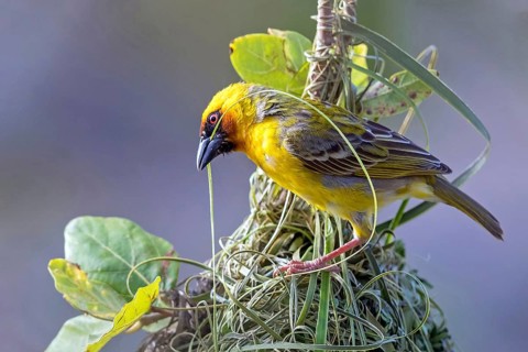 Ruppell's Weaver, Rueppell's Weaver, (Ploceus galbula), weaver bird building a nest, weaver birds,