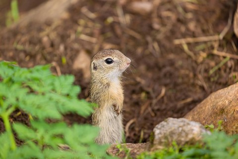 A young European ground squirrel (Spermophilus citellus) or European souslik stands tall on rocky