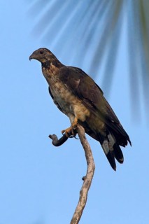 Crested Honey Buzzard (Pernis ptilorhynchus), Central Java, Indonesia