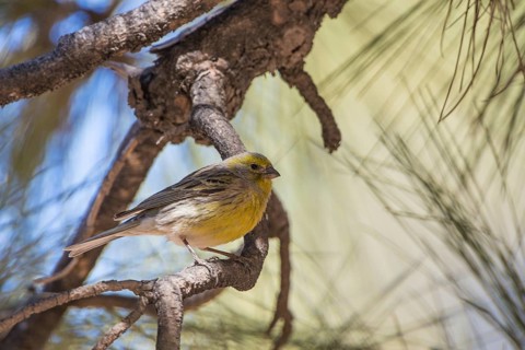 Atlantic Canary (Serinus canaria) male, Tenerife, Spain