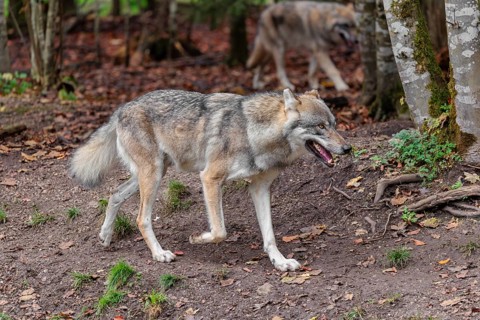 Two grey wolves (Canis lupus lupus) run through the forest on an overcast day
