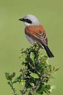 Red-backed shrike (Lanius collurio), Pie-griËche Ècorcheur, AlcaudÛn Dorsirrojo, Spider, spider,