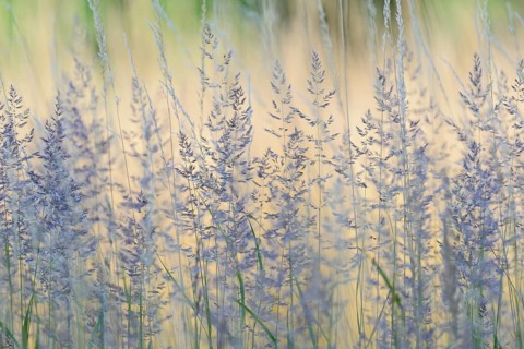 Sweet grasses (Poaceae), North Rhine-Westphalia, Germany