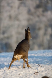One female Roe Deer, (Capreolus capreolus), peeing on a snowy meadow. Snow covered trees in the