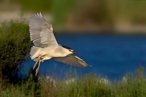 Black-crowned Night Heron (Nycticorax nycticorax) flying, Camarque, France