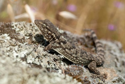 Mauergecko, Moorish Gecko, Tarentola Mauretanica, Wall Gecko, Critters, Extremadura, Reptilia,