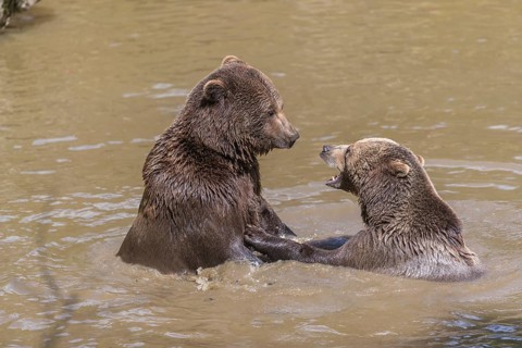Two adult eurasian brown bears (Ursus arctos arctos), one male and one female, play fighting in a