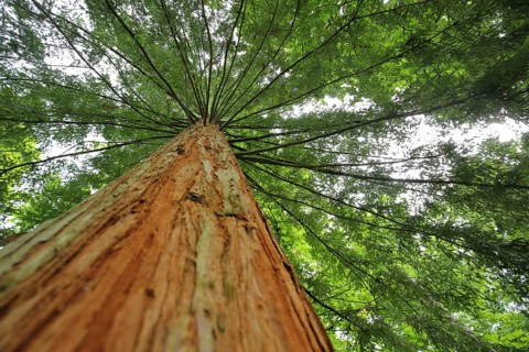 Coast redwood (Sequoia sempervirens) with perspective upwards, Liliental, Kaiserstuhl, Breisgau,