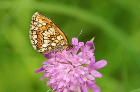 Quail Wheat Fritillary (Melitaea athalia), flower, nectar, close-up, Austria, The butterfly is