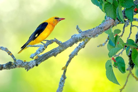 Eurasian Golden Oriole (Oriolus oriolus) male perched in Black mulberry (Morus nigra) tree,