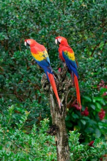 Two Hybrid Scarlet x Great Green Macaws (Ara macao x militaris) perched on a branch, Costa Rica