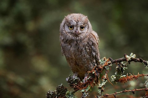 Scops Owl, Otus scops, sitting on tree branch in the dark forest. Wildlife animal scene from nature