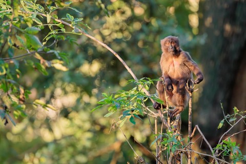 A young gelada (Theropithecus gelada), or bloodheart monkey, plays in a small tree in beautiful