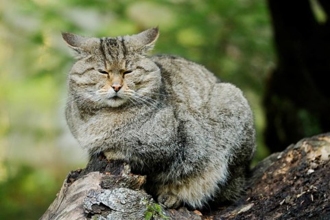 Wildcat sitting sleepily on a tree trunk in a quiet forest environment, Wildcat (Felis silvestris),