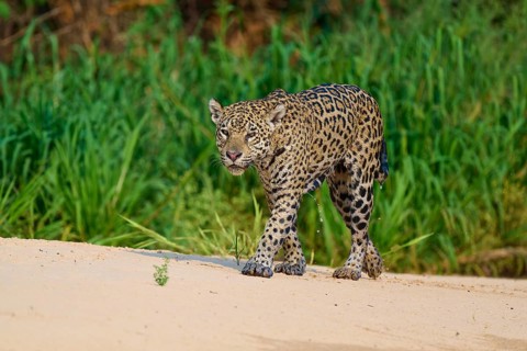 A jaguar approaches the edge of a sandy area in the green jungle, Jaguar (Panthera onca), Pantanal,