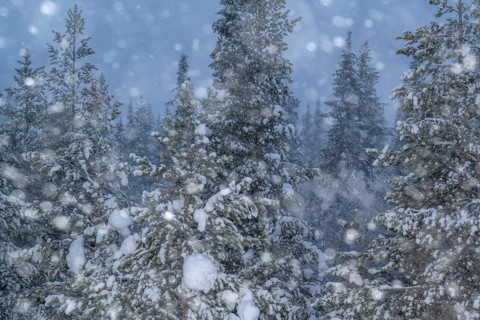 Boreal coniferous forest blowing in snow, Gällivare, Norrbotten, Lapland, Sweden, November 2023