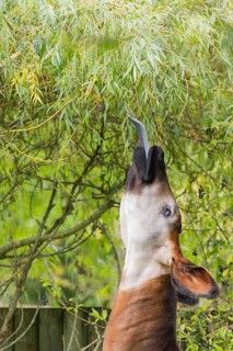 An adult okapi (Okapia johnstoni) stands in the middle of green bushes and eats the leaves