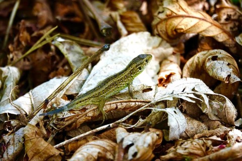 Sand lizard, Black Forest, May, Germany