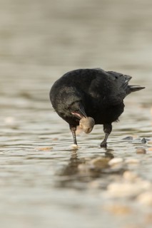 Carrion Crow (Corvus corone) at waterhole, Bavaria, Germany
