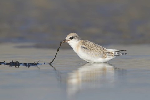 Juvenile Least Tern tugging on seaweed on New England Beach