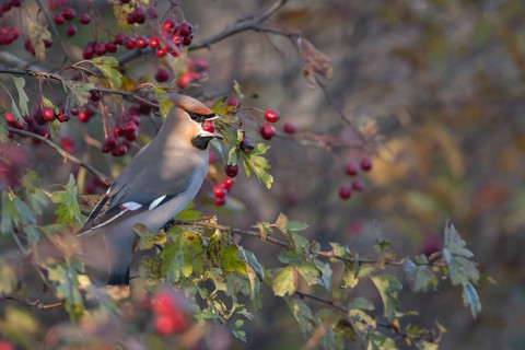 Waxwing (Bombycilla garrulus) adult bird feeding on a Hawthorn berry in a hedgerow, Norfolk,